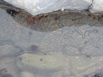 FZ012801 Line pattern in sandy rock pool.jpg